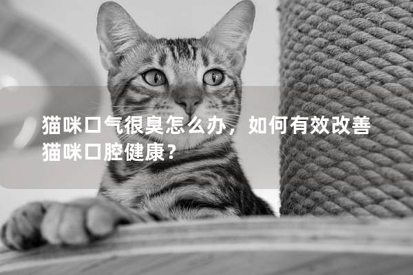 貓咪口氣很臭怎么辦，如何有效改善貓咪口腔健康？