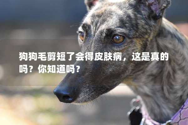 狗狗毛剪短了會得皮膚病，這是真的嗎？你知道嗎？