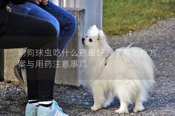 狗狗球蟲吃什么藥最好？了解治療方案與用藥注意事項