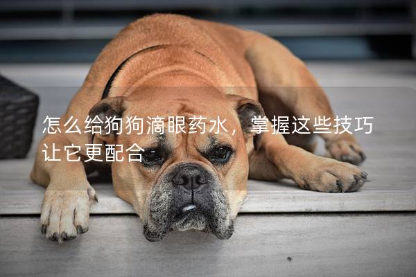 怎么給狗狗滴眼藥水，掌握這些技巧讓它更配合