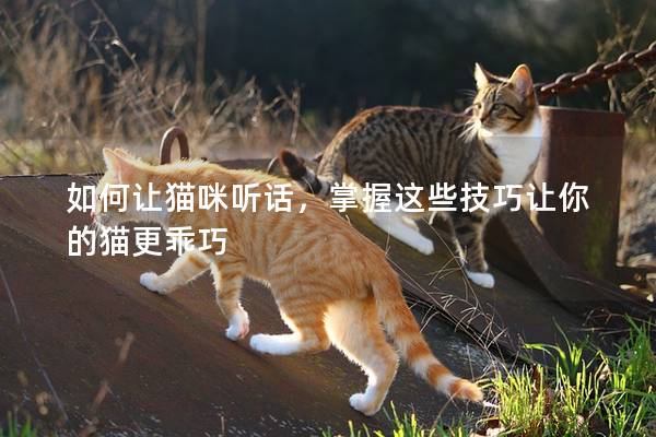 如何讓貓咪聽話，掌握這些技巧讓你的貓更乖巧