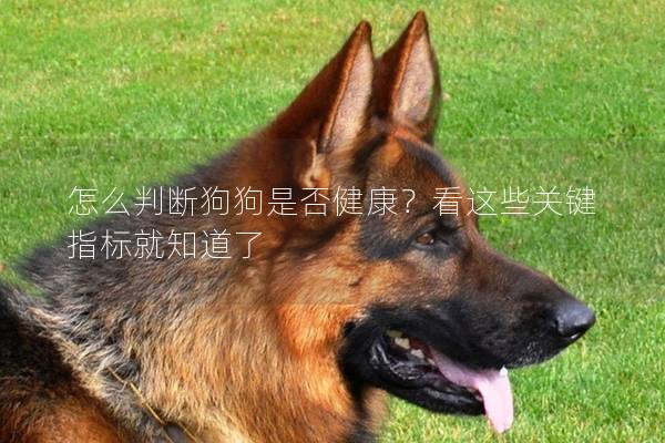 怎么判斷狗狗是否健康？看這些關(guān)鍵指標就知道了