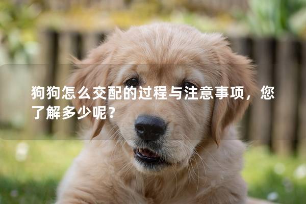 狗狗怎么交配的過程與注意事項，您了解多少呢？