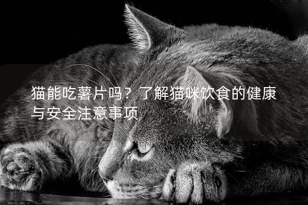 貓能吃薯片嗎？了解貓咪飲食的健康與安全注意事項