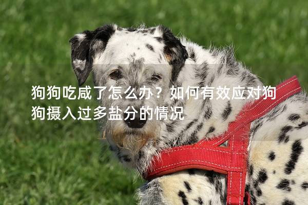 狗狗吃咸了怎么辦？如何有效應對狗狗攝入過多鹽分的情況