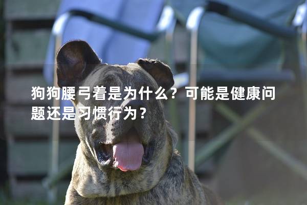 狗狗腰弓著是為什么？可能是健康問題還是習慣行為？