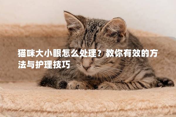 貓咪大小眼怎么處理？教你有效的方法與護理技巧