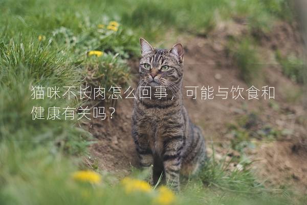 貓咪不長肉怎么回事，可能與飲食和健康有關嗎？