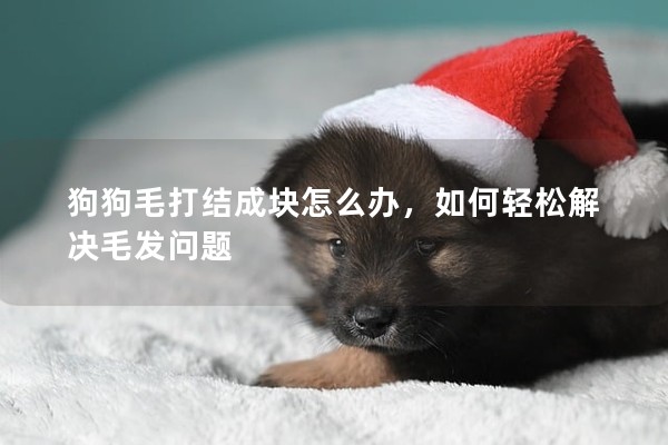 狗狗毛打結(jié)成塊怎么辦，如何輕松解決毛發(fā)問題