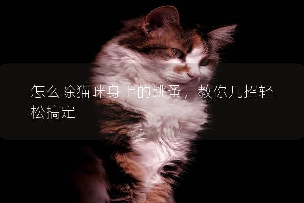 怎么除貓咪身上的跳蚤，教你幾招輕松搞定
