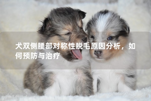 犬雙側腰部對稱性脫毛原因分析，如何預防與治療