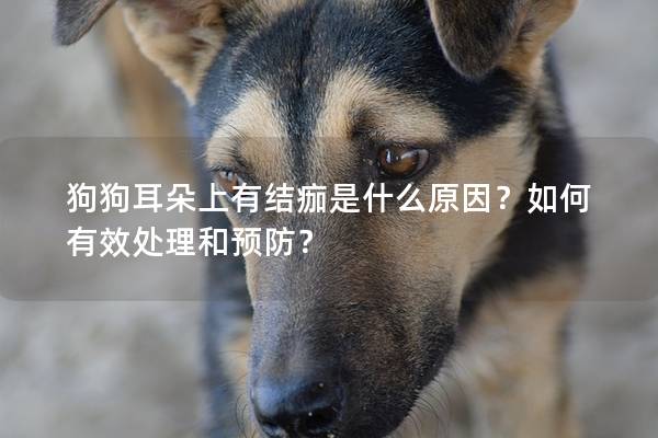 狗狗耳朵上有結(jié)痂是什么原因？如何有效處理和預(yù)防？