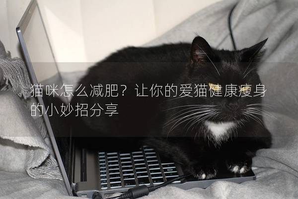貓咪怎么減肥？讓你的愛貓健康瘦身的小妙招分享