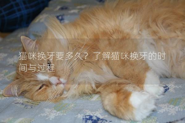 貓咪換牙要多久？了解貓咪換牙的時間與過程