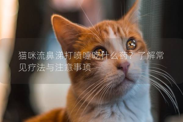 貓咪流鼻涕打噴嚏吃什么藥？了解常見療法與注意事項