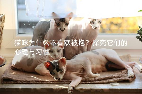 貓咪為什么不喜歡被抱？探究它們的心理與習性