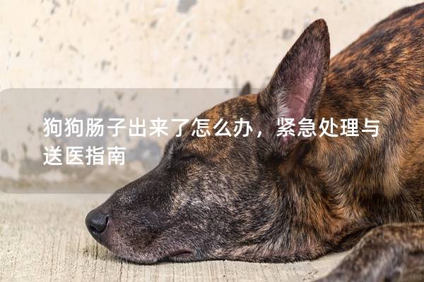 狗狗腸子出來了怎么辦，緊急處理與送醫指南