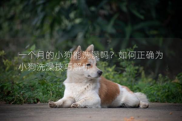 一個月的小狗能洗澡嗎？如何正確為小狗洗澡技巧解析