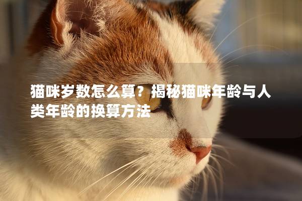 貓咪歲數(shù)怎么算？揭秘貓咪年齡與人類年齡的換算方法