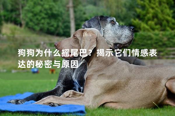 狗狗為什么搖尾巴？揭示它們情感表達(dá)的秘密與原因