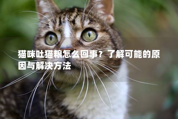 貓咪吐貓糧怎么回事？了解可能的原因與解決方法