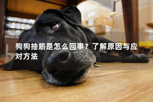 狗狗抽筋是怎么回事？了解原因與應對方法