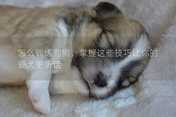 怎么訓練狗狗，掌握這些技巧讓你的愛犬更聽話