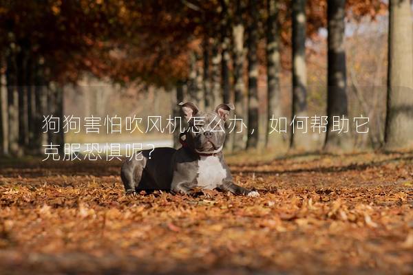狗狗害怕吹風機怎么辦，如何幫助它克服恐懼呢？