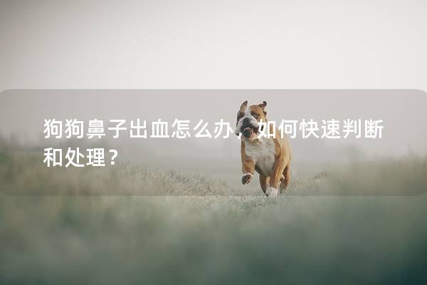 狗狗鼻子出血怎么辦,如何快速判斷和處理? 狗狗鼻子出血怎么辦,如何快速判斷和處理?