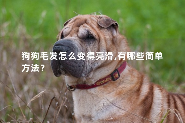 狗狗毛發怎么變得亮滑,有哪些簡單方法？