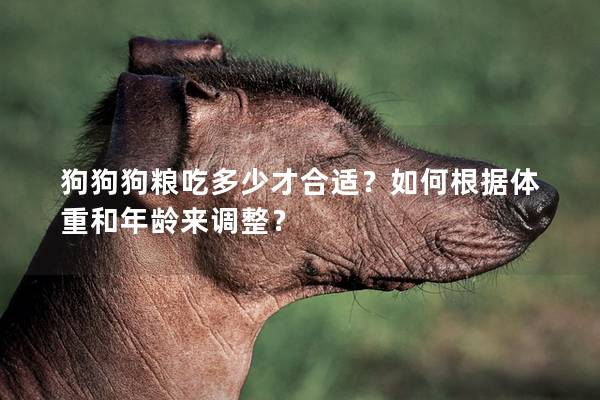 狗狗狗糧吃多少才合適？如何根據體重和年齡來調整？