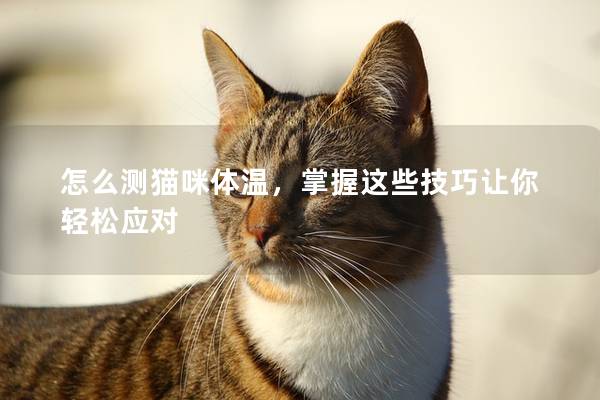 怎么測貓咪體溫，掌握這些技巧讓你輕松應對