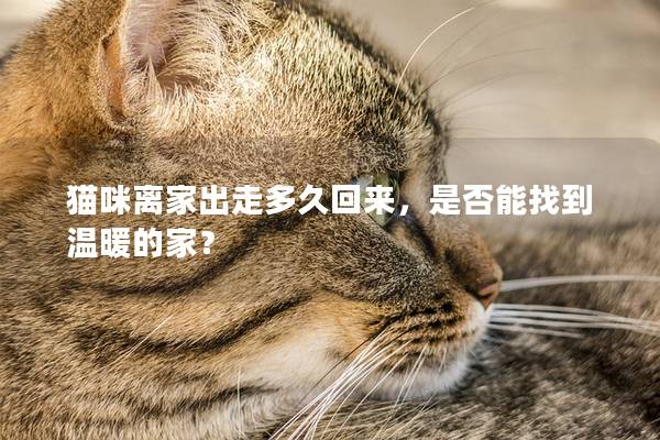 貓咪離家出走多久回來，是否能找到溫暖的家？