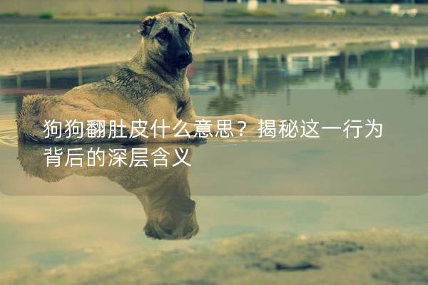 狗狗翻肚皮什么意思?揭秘這一行為背后的深層含義 狗狗翻肚皮什么意思?揭秘這一行為背后的深層含義