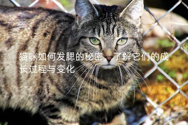 貓咪如何發腮的秘密，了解它們的成長過程與變化