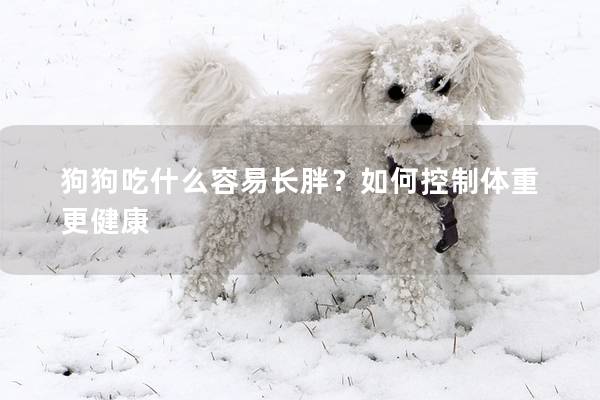 狗狗吃什么容易長胖？如何控制體重更健康
