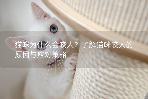 貓咪為什么會咬人？了解貓咪咬人的原因與應對策略