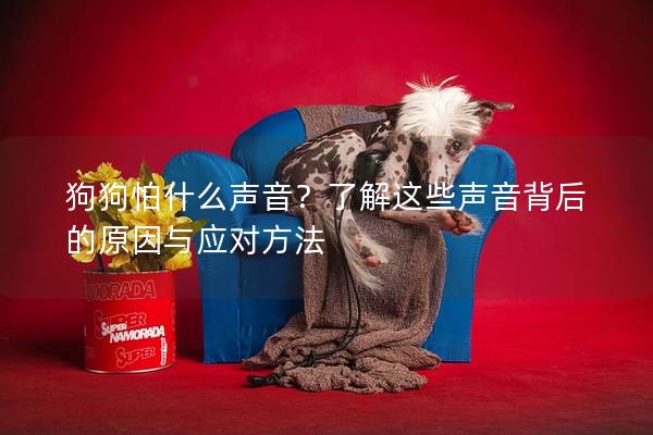 狗狗怕什么聲音？了解這些聲音背后的原因與應(yīng)對方法