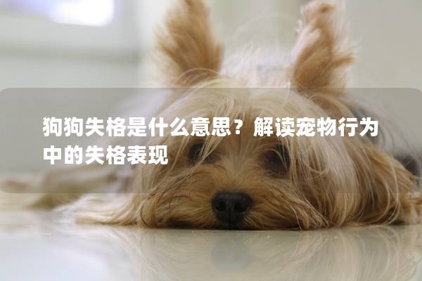 狗狗失格是什么意思？解讀寵物行為中的失格表現