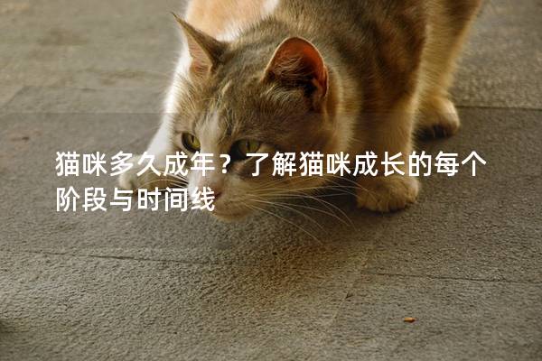貓咪多久成年？了解貓咪成長的每個階段與時間線