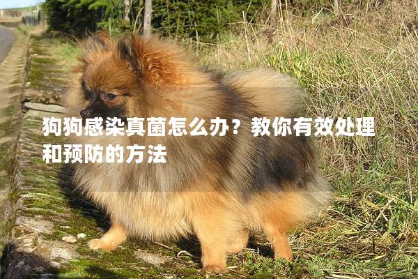 狗狗感染真菌怎么辦？教你有效處理和預(yù)防的方法