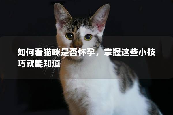 如何看貓咪是否懷孕，掌握這些小技巧就能知道