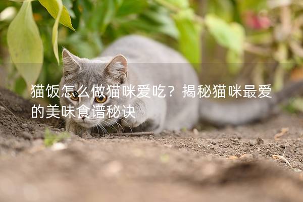 貓飯怎么做貓咪愛吃？揭秘貓咪最愛的美味食譜秘訣