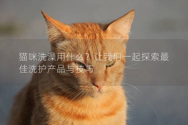 貓咪洗澡用什么？讓我們一起探索最佳洗護產品與技巧