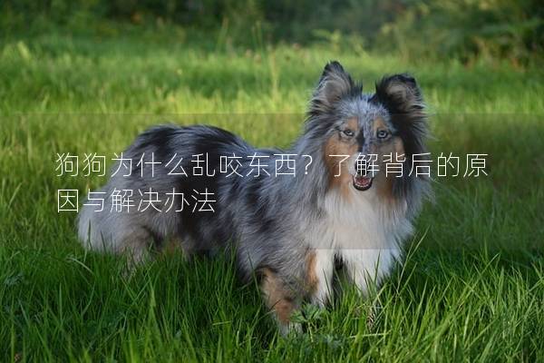 狗狗為什么亂咬東西？了解背后的原因與解決辦法
