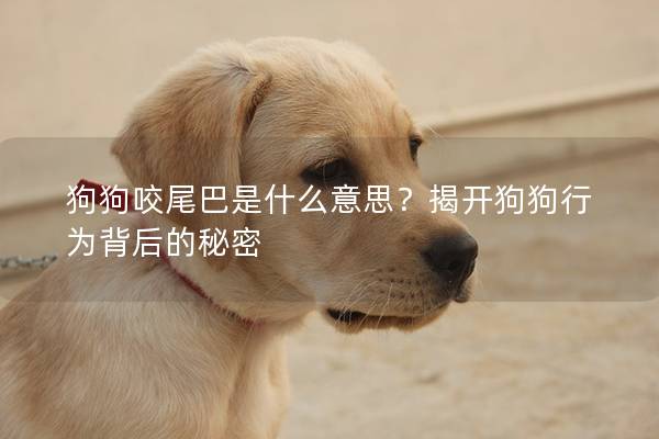 狗狗咬尾巴是什么意思？揭開狗狗行為背后的秘密