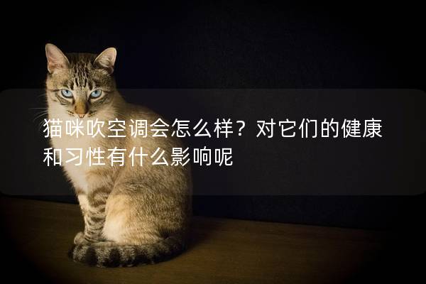 貓咪吹空調會怎么樣？對它們的健康和習性有什么影響呢