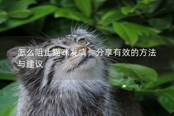 怎么阻止貓咪發情，分享有效的方法與建議