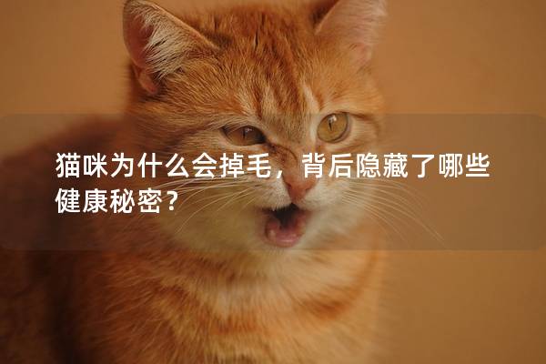貓咪為什么會掉毛，背后隱藏了哪些健康秘密？
