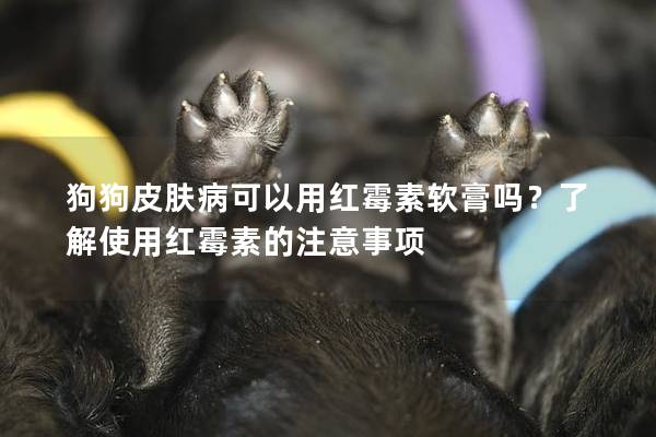 狗狗皮膚病可以用紅霉素軟膏嗎?了解使用紅霉素的注意事項 狗狗皮膚病可以用紅霉素軟膏嗎?了解使用紅霉素的注意事項